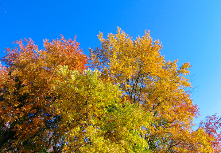The November sun on the fading leaves near Batsto.