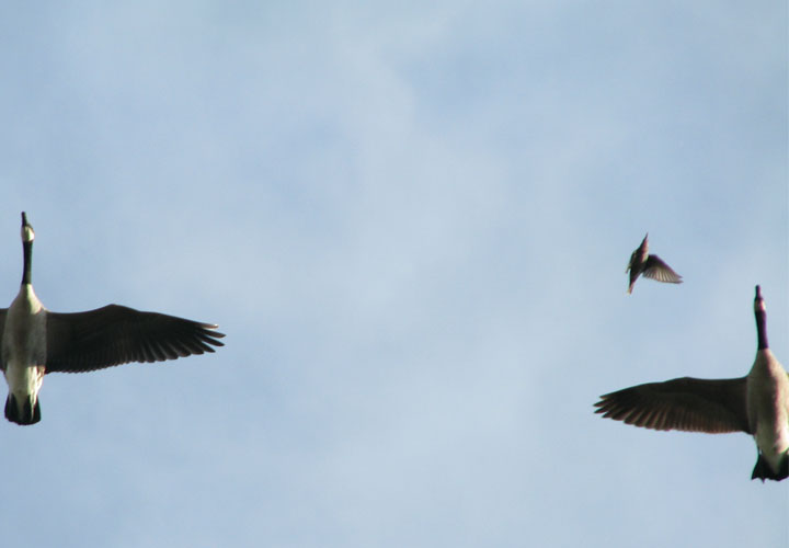 The setting sun of last October beams on two geese and a robin in transit
