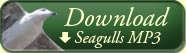 Download Seagulls