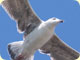 Seagulls